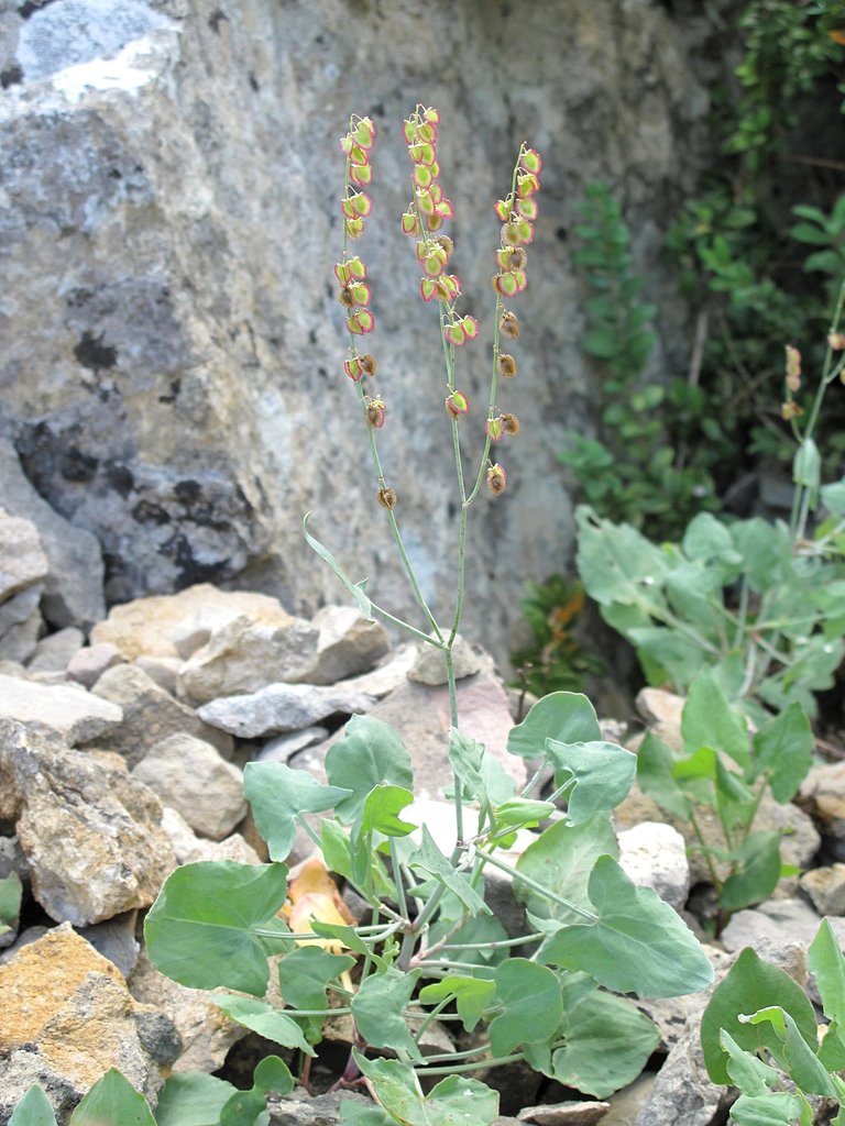 Rumex scutatus